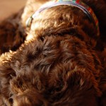 The Groomer Has Cocoa