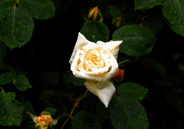 whiterose1