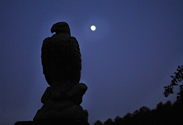 nightime eagle