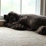 Watching The Rain