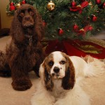 Under The Christmas Tree