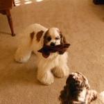 A Glove Thief!