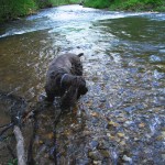 Return to Smithgall Woods