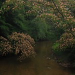 Many Mimosa Trees