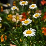 My Mother’s Garden