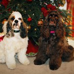 My Christmas Dogs