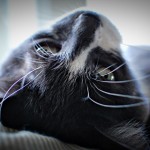 Lovin’ This Kitty!