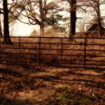 Country Gates and Cowdog Dreams