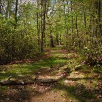 Heading Up to Tray Mountain