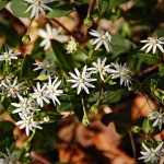 Flowers of The AT