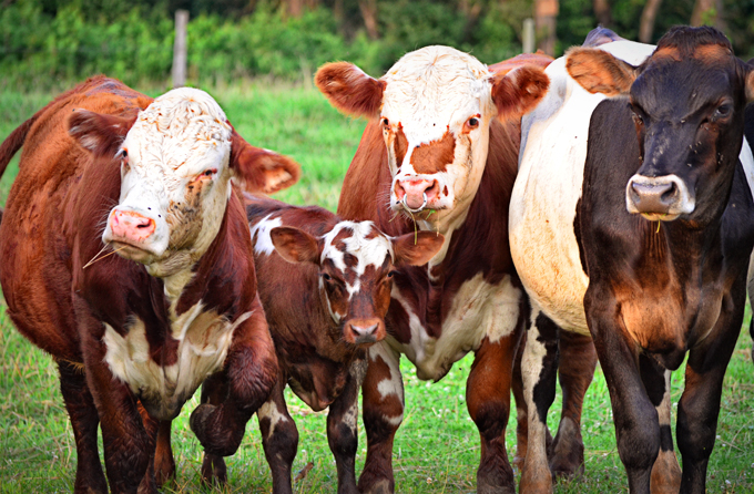 Really Cool Cows! \u2013 Cocoa Smiles