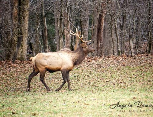 Winter Elk at Cherokee!