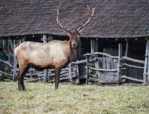Love Seeing the Elk in Cherokee!